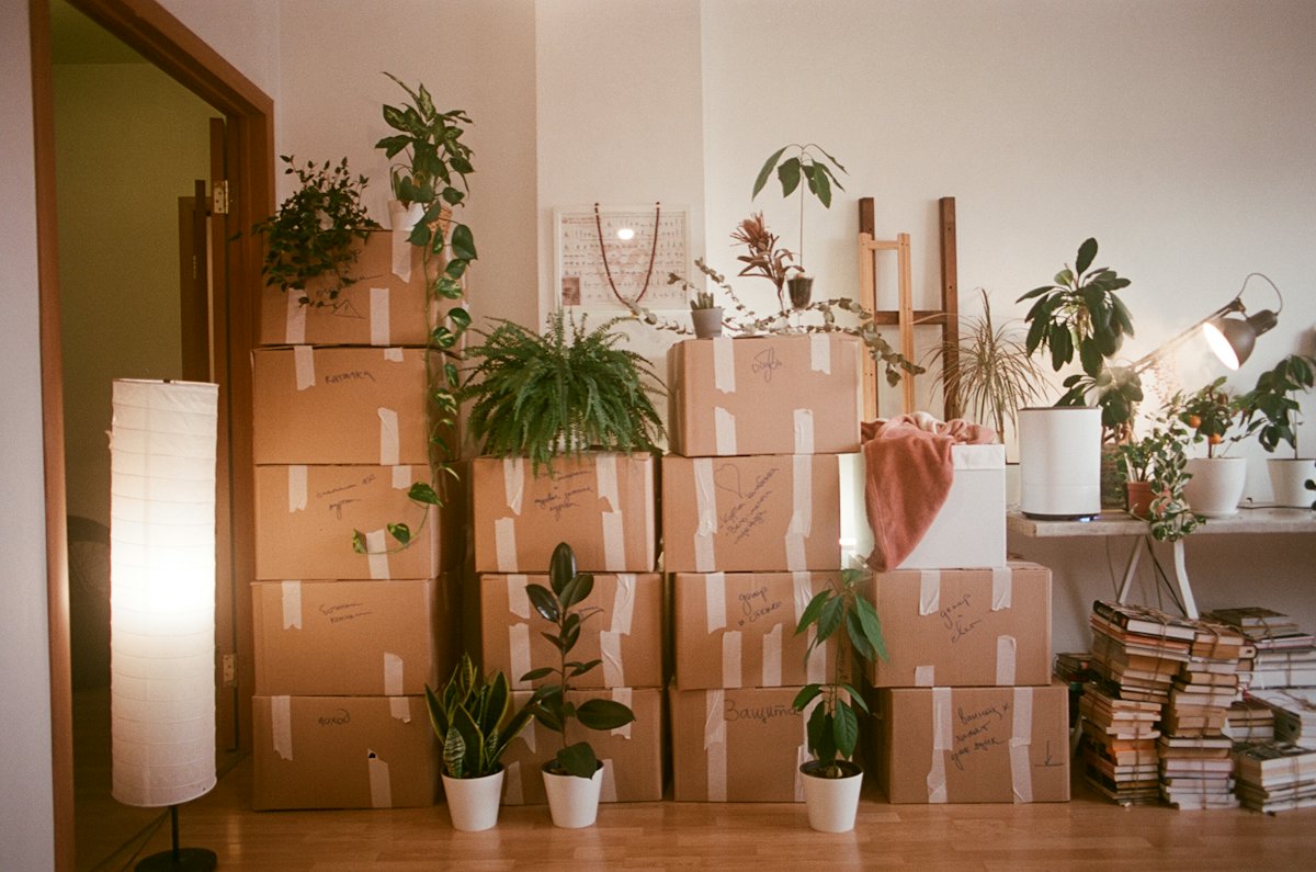 Moving boxes and houseplants in an empty room