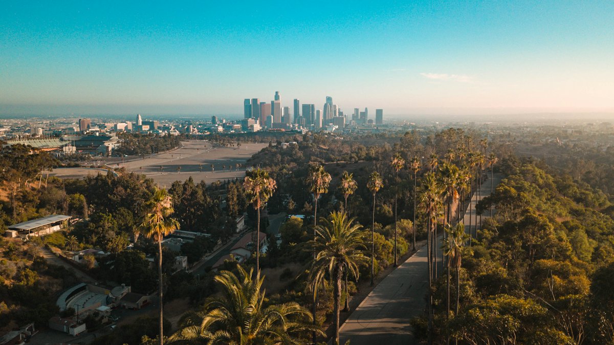 Palm trees and rooftops across Los Angeles